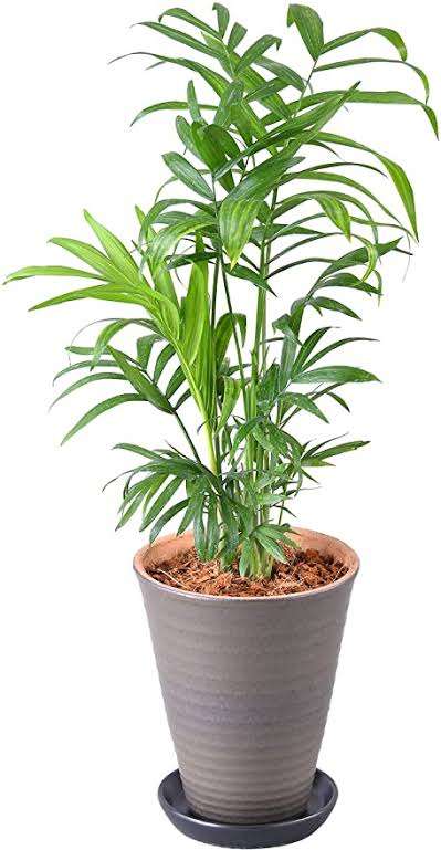 日当たりが悪い部屋でも育てられる植物