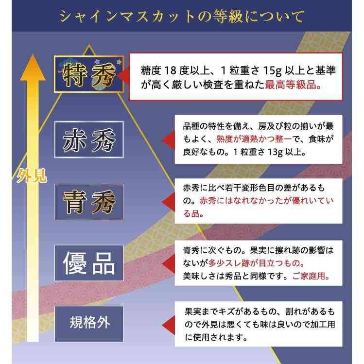 シャインマスカットは「皮が黄緑色よりも黄色い方が甘い」って本当？　見ない理由は？
