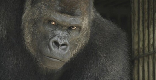 ガル民の絶世のイケメンを教えて下さい part2