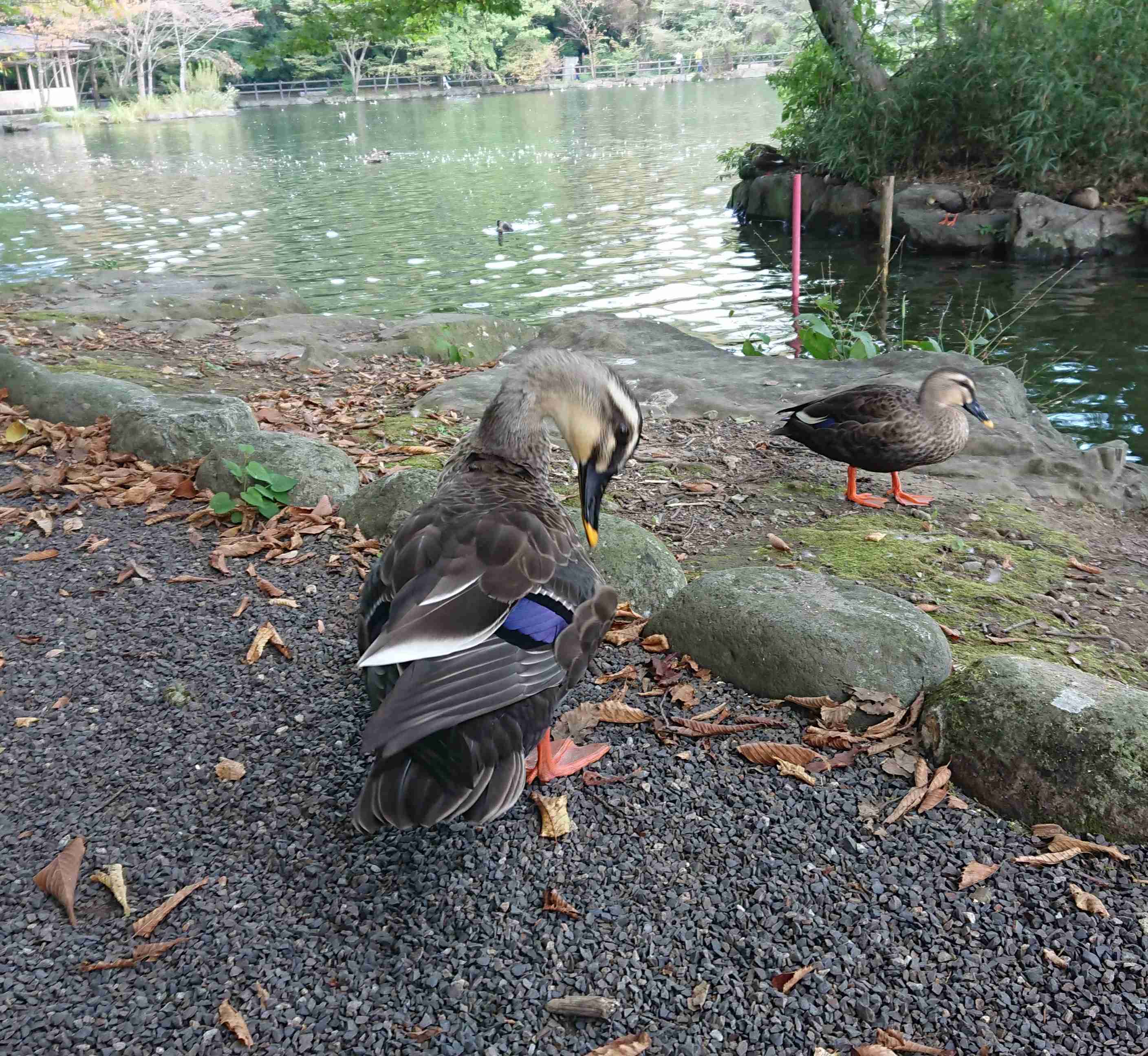 【野鳥】バードウォッチングしてる人!