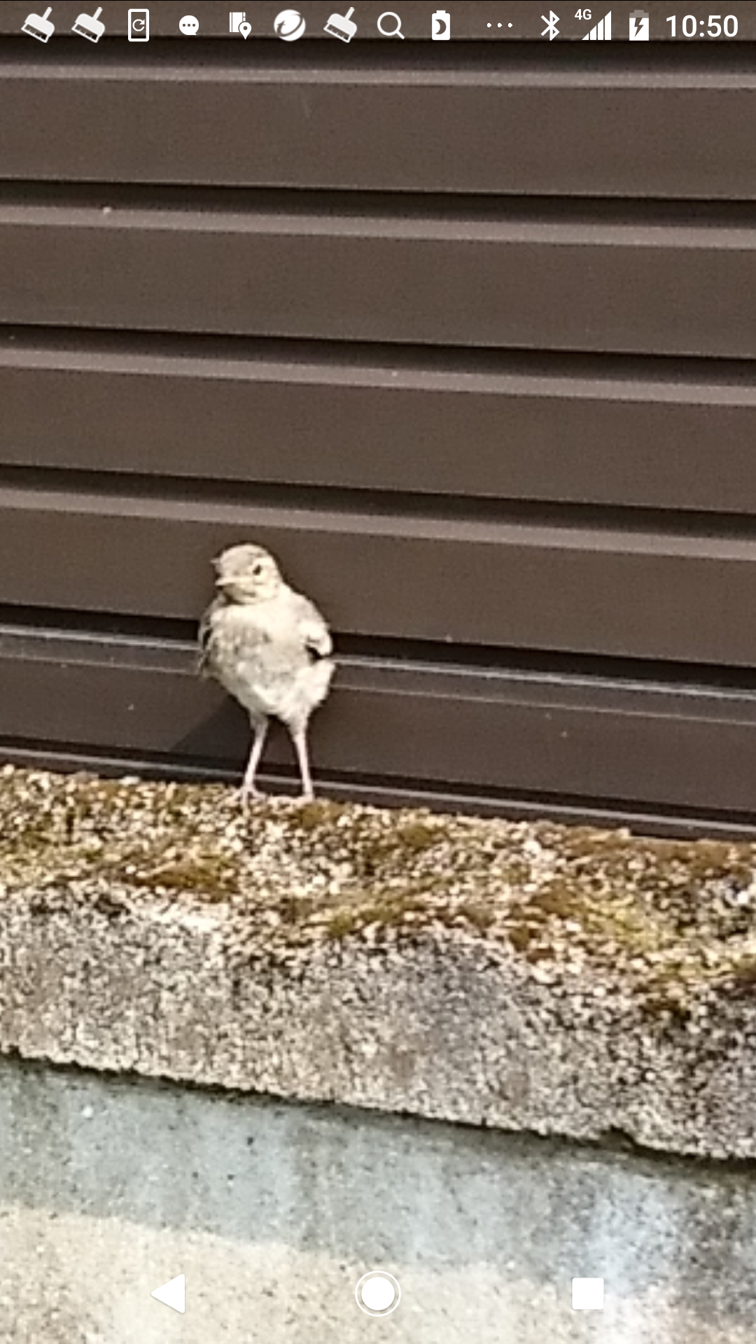【野鳥】バードウォッチングしてる人!