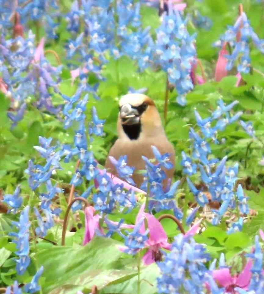【野鳥】バードウォッチングしてる人!