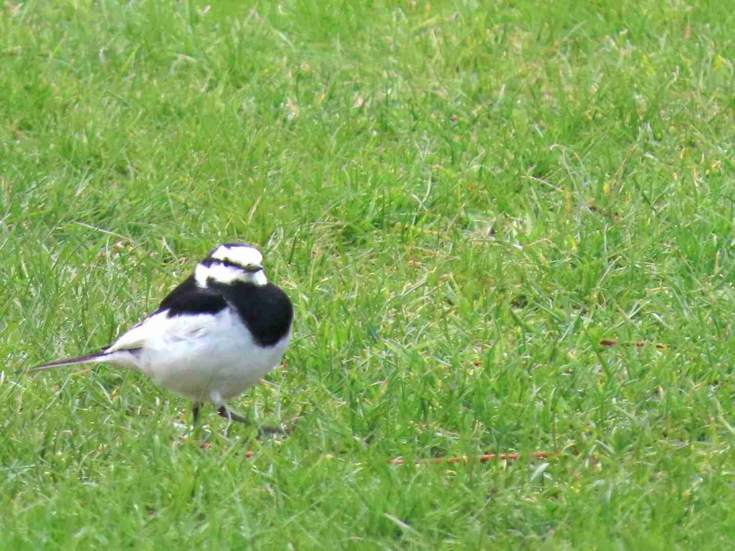 【野鳥】バードウォッチングしてる人!