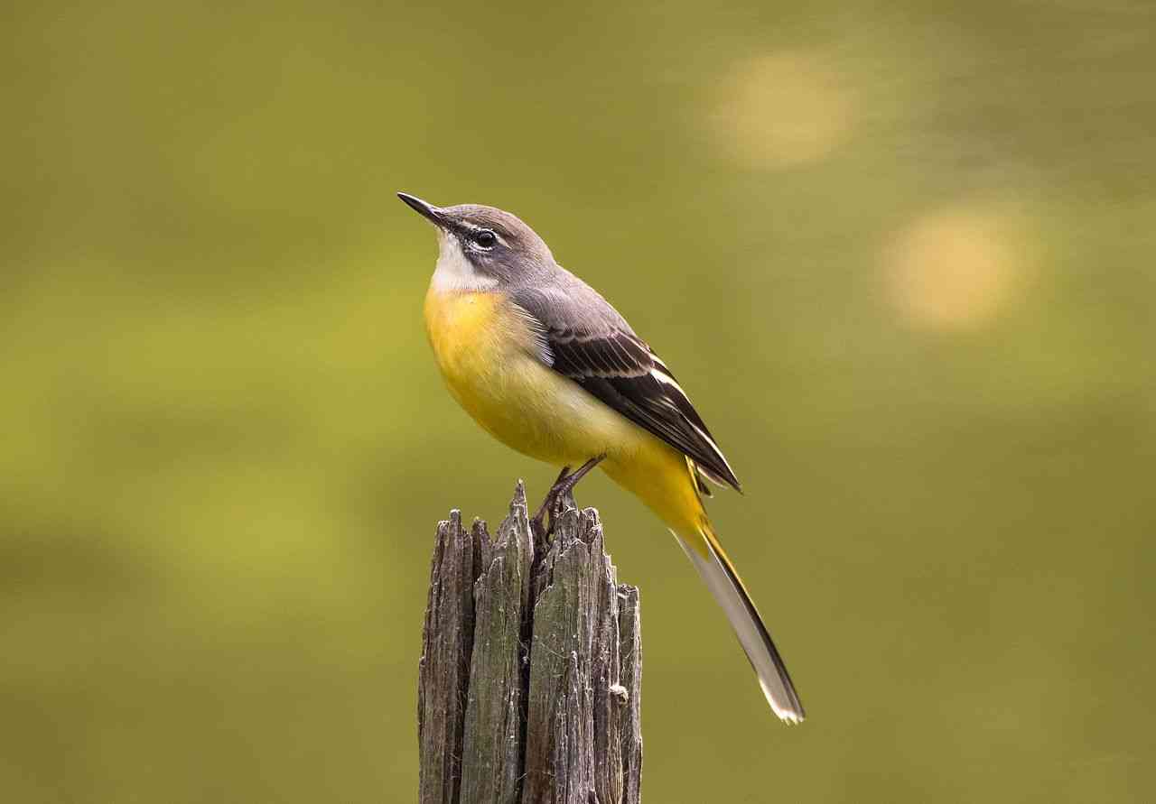 【野鳥】バードウォッチングしてる人!