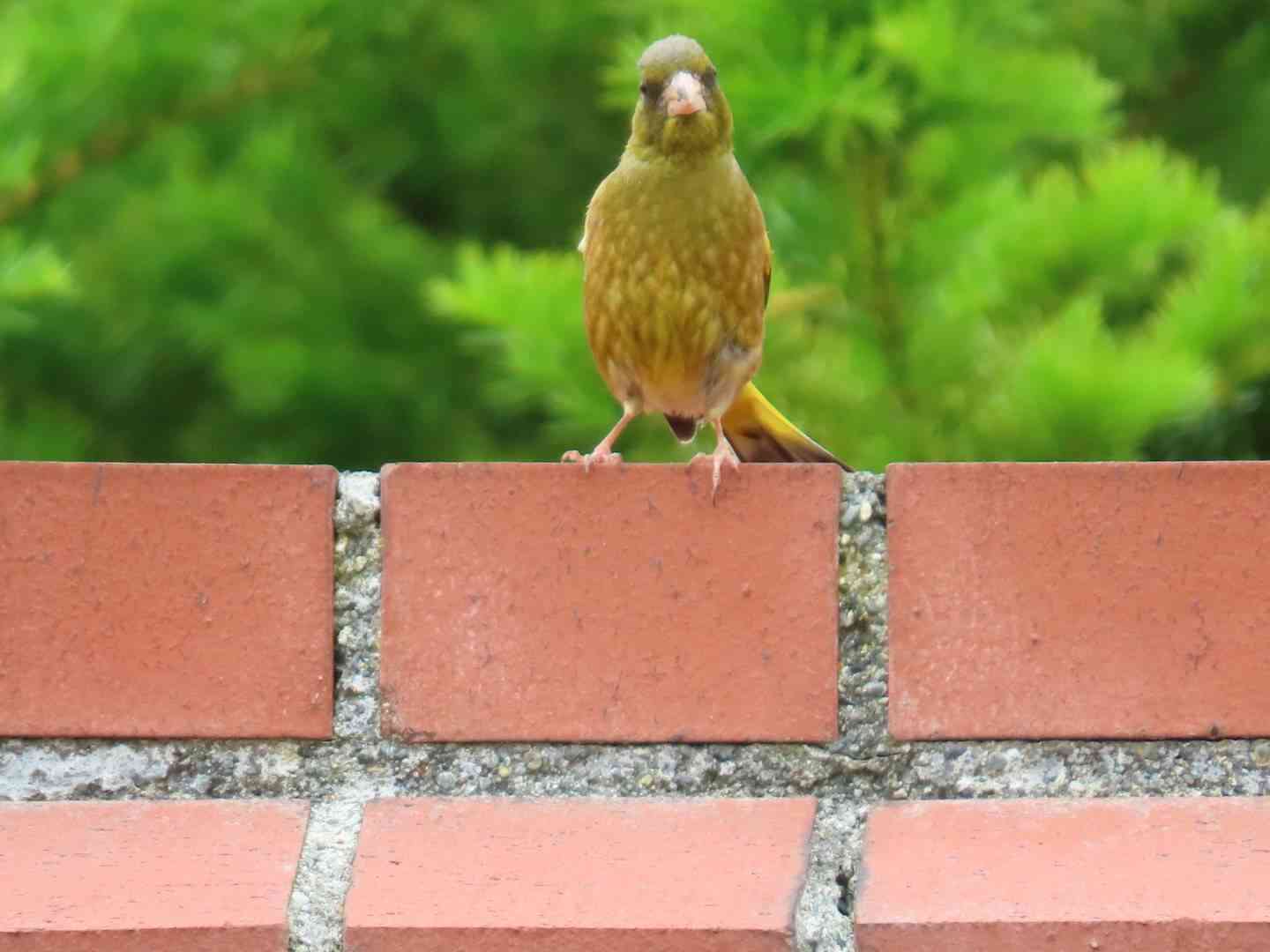 【野鳥】バードウォッチングしてる人!