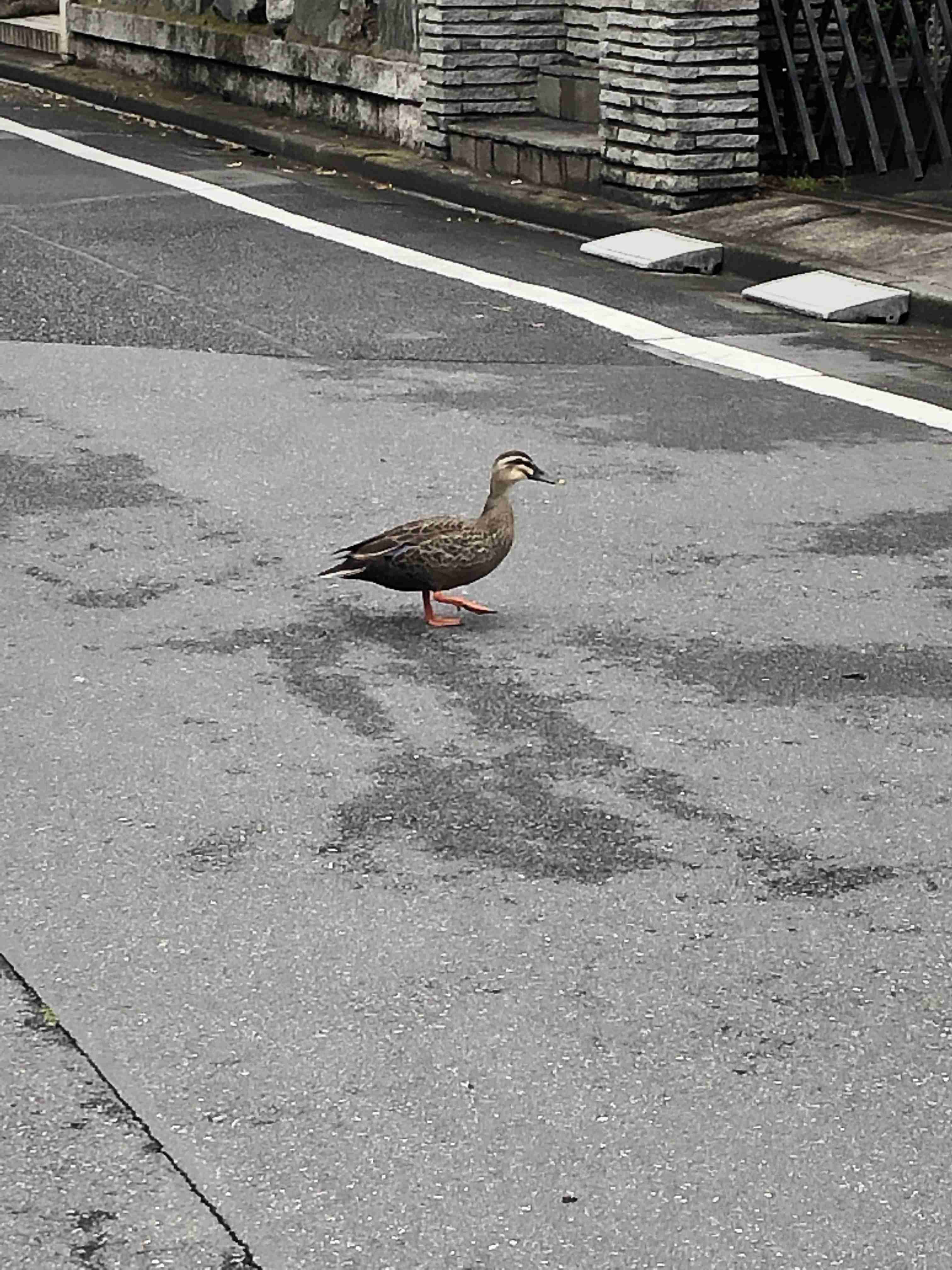 【野鳥】バードウォッチングしてる人!