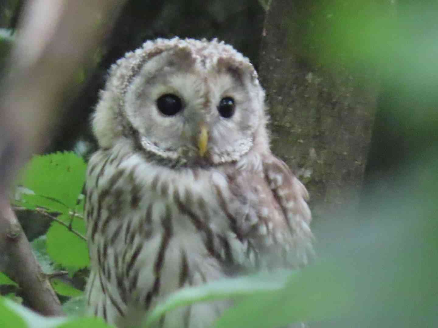【野鳥】バードウォッチングしてる人!