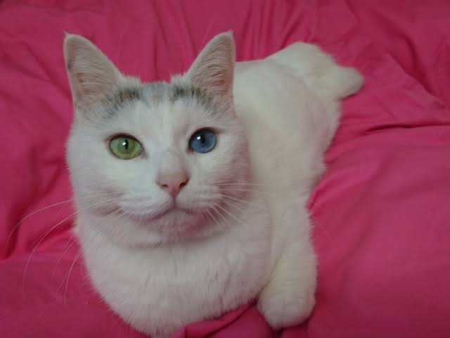 ふわ眉の作り方を教えてください