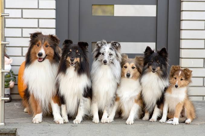 飼ってみたい飼っている犬種をあげていこう!