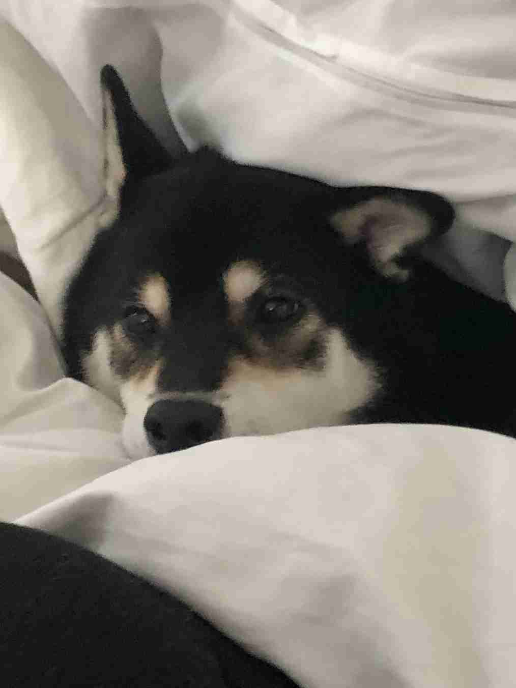 飼ってみたい飼っている犬種をあげていこう!