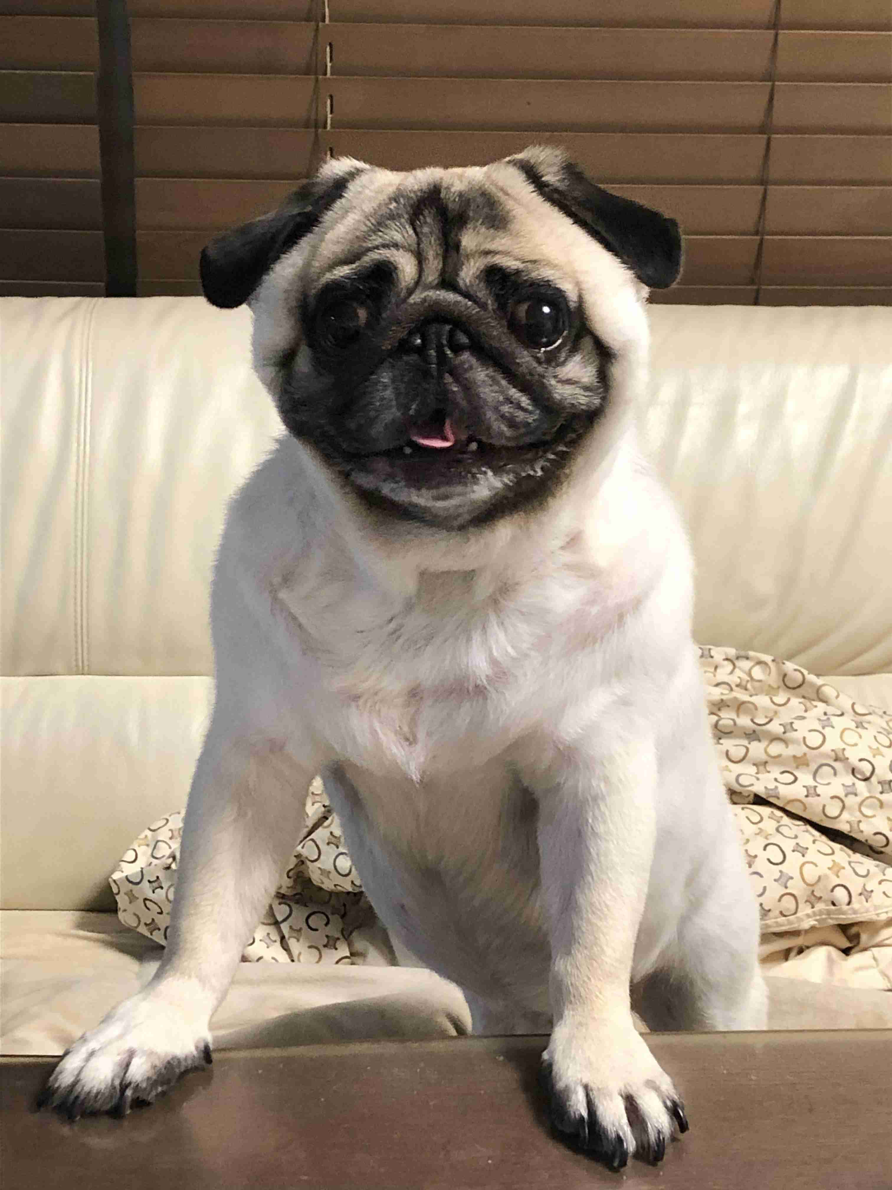 飼ってみたい飼っている犬種をあげていこう!
