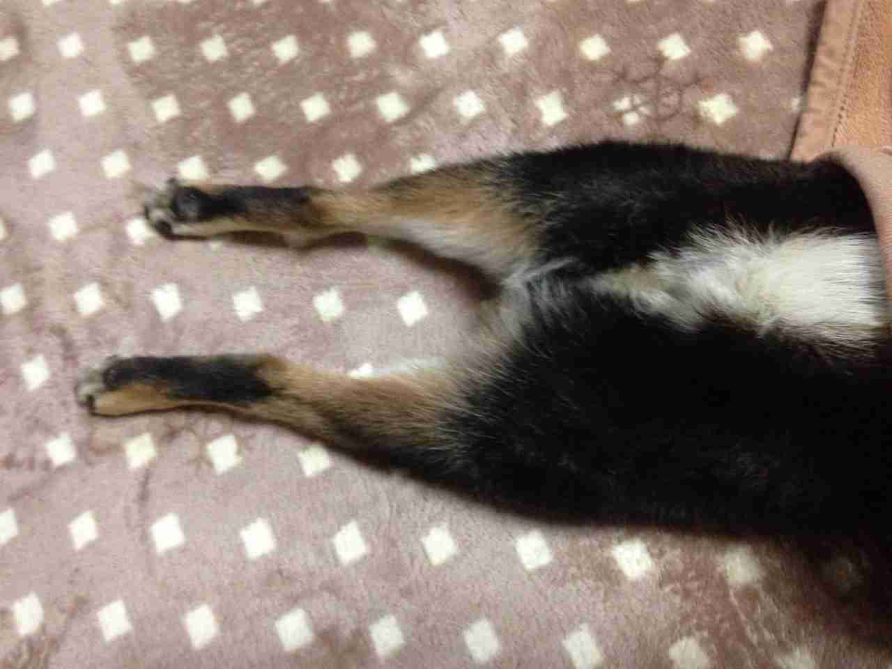 飼ってみたい飼っている犬種をあげていこう!