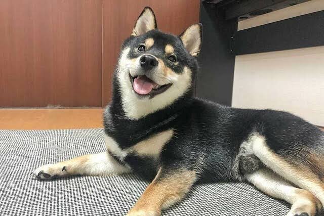 飼ってみたい飼っている犬種をあげていこう!