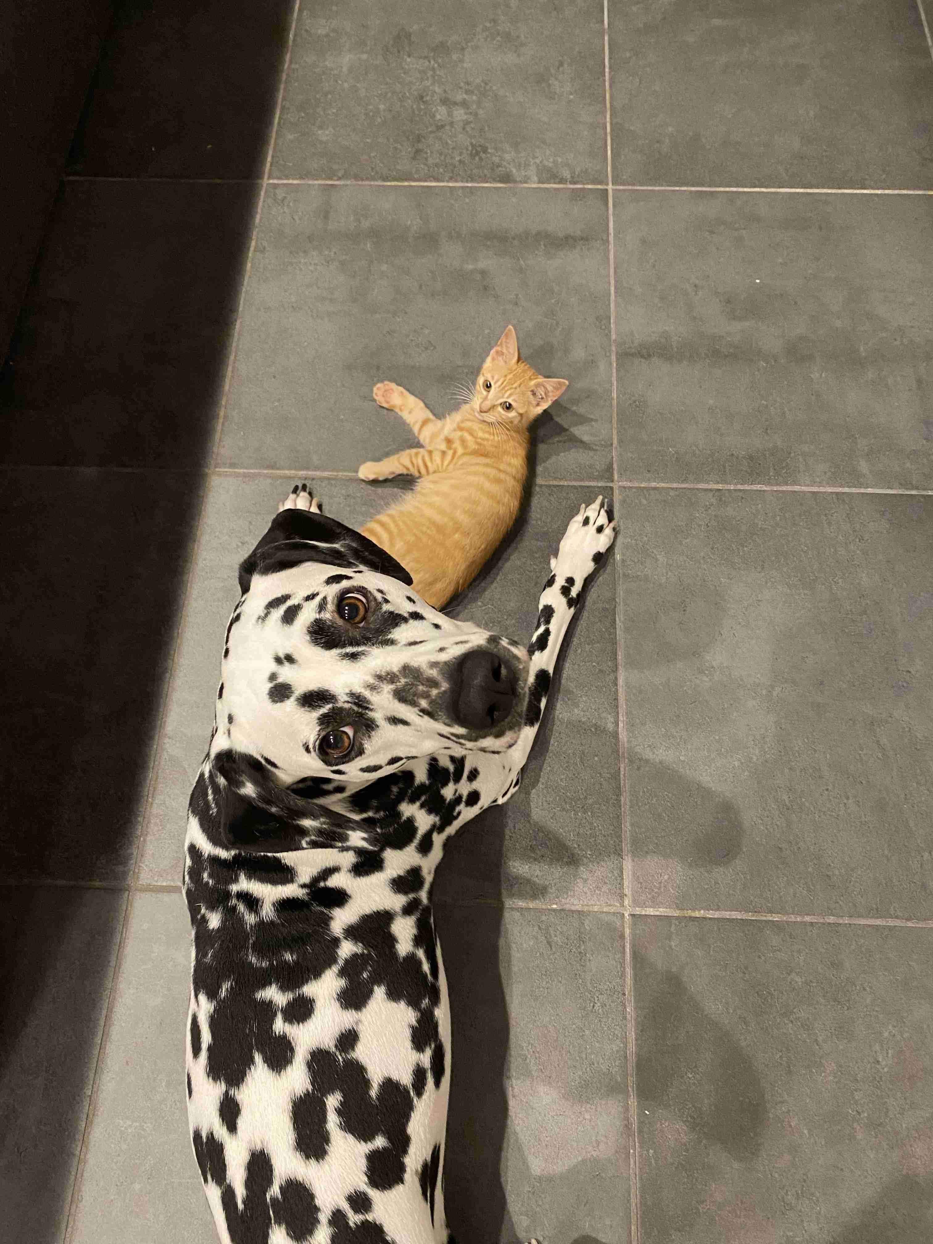 飼ってみたい飼っている犬種をあげていこう!