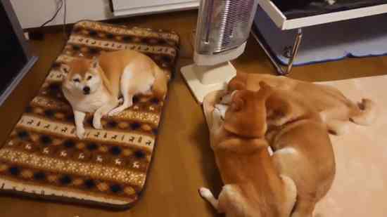 飼ってみたい飼っている犬種をあげていこう!