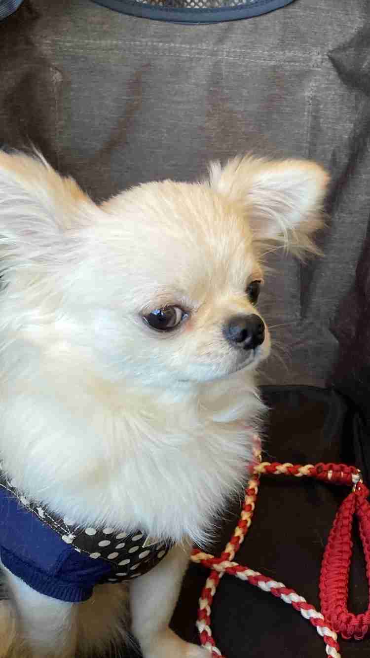 飼ってみたい飼っている犬種をあげていこう!