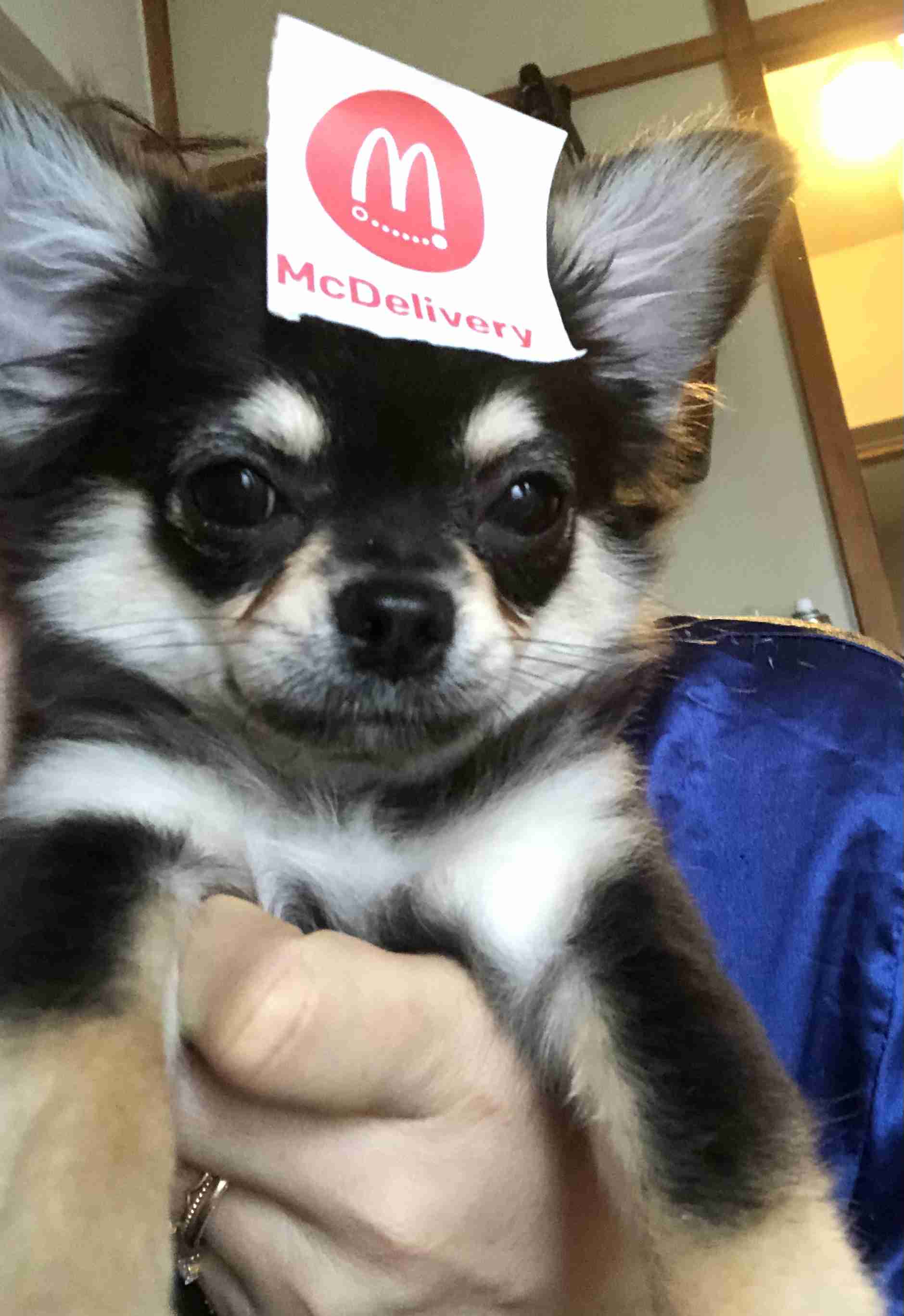 飼ってみたい飼っている犬種をあげていこう!
