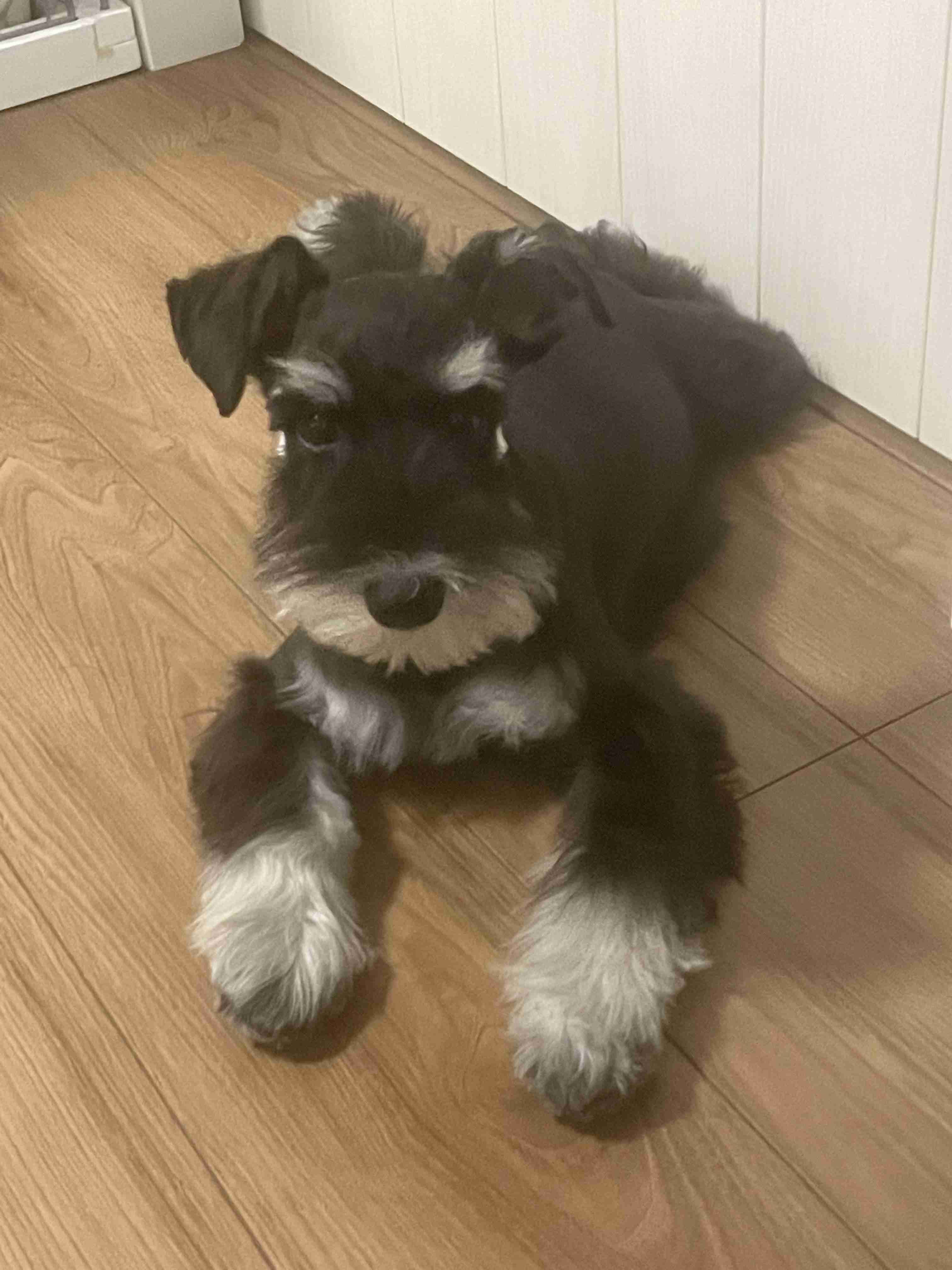 飼ってみたい飼っている犬種をあげていこう!