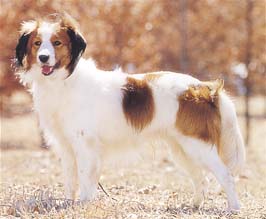 飼ってみたい飼っている犬種をあげていこう!