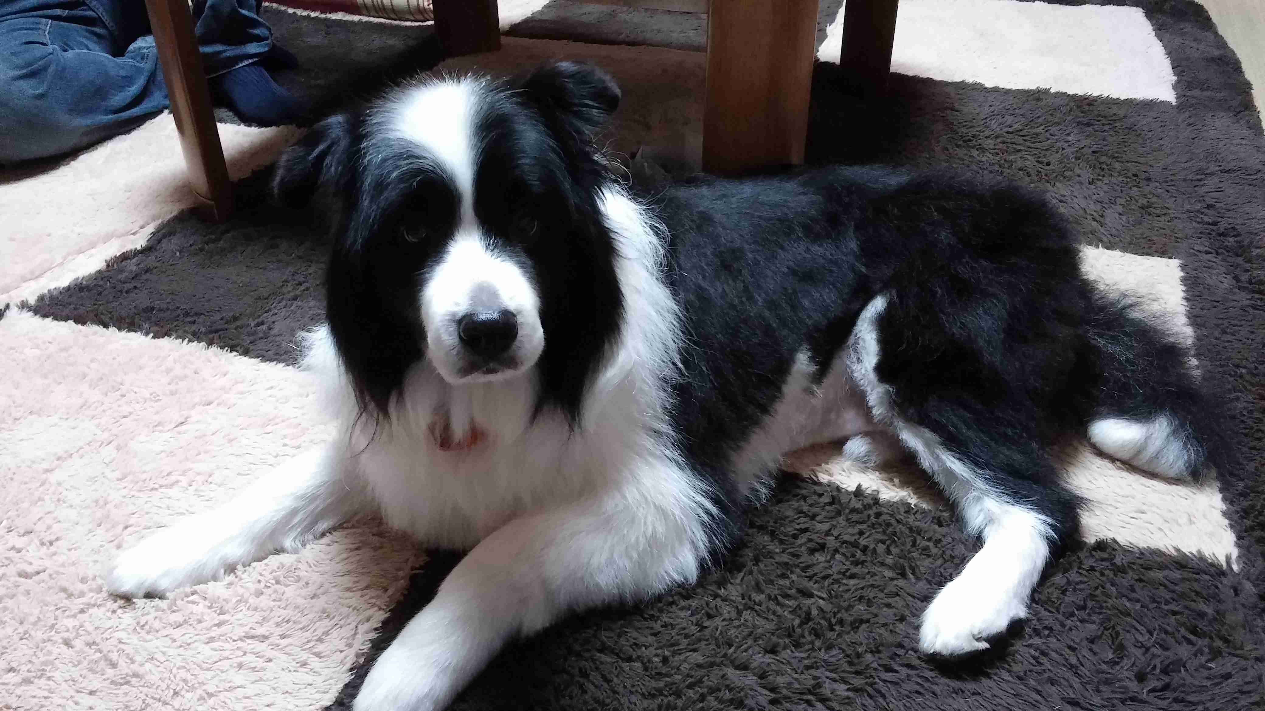飼ってみたい飼っている犬種をあげていこう!
