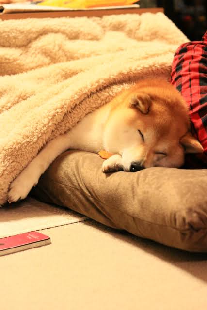 飼ってみたい飼っている犬種をあげていこう!