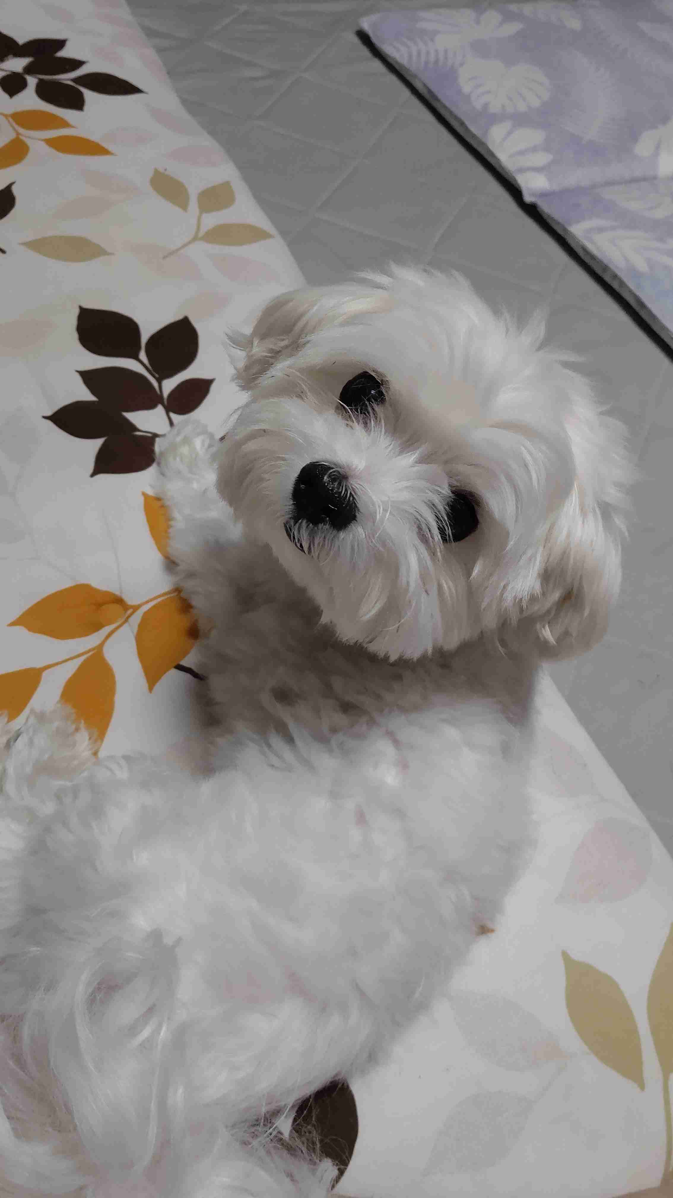 飼ってみたい飼っている犬種をあげていこう!