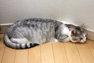 ペットの留守番、どれくらい?