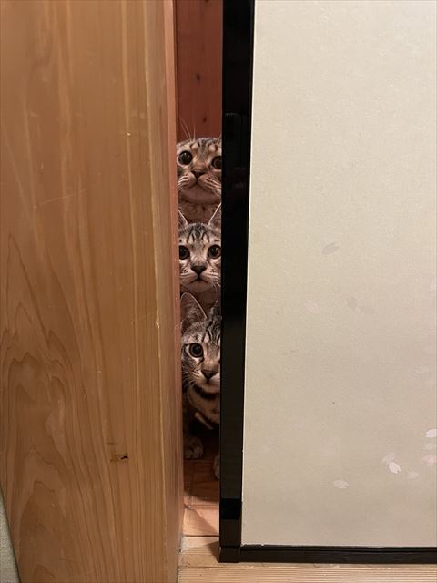 朝早く行くのと夜残るのどっちが仕事がはかどりますか？