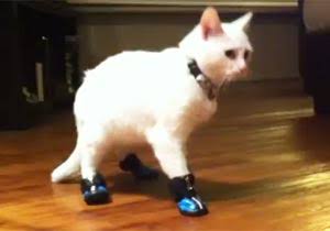 スニーカーばかりのファッションになる