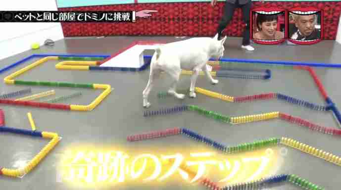水曜日のダウンタウンが好きな人