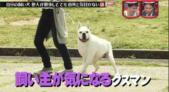 水曜日のダウンタウンが好きな人
