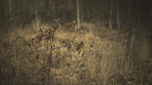 シネマグラフが見たい【秋~冬】