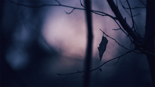 シネマグラフが見たい【秋~冬】