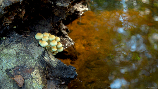 シネマグラフが見たい【秋~冬】