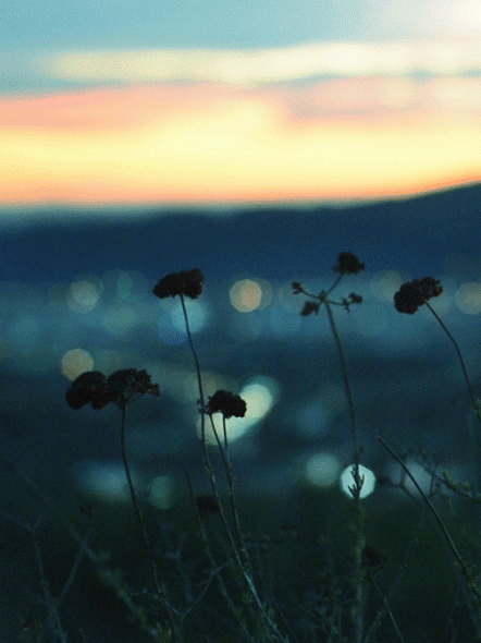 シネマグラフが見たい【秋~冬】