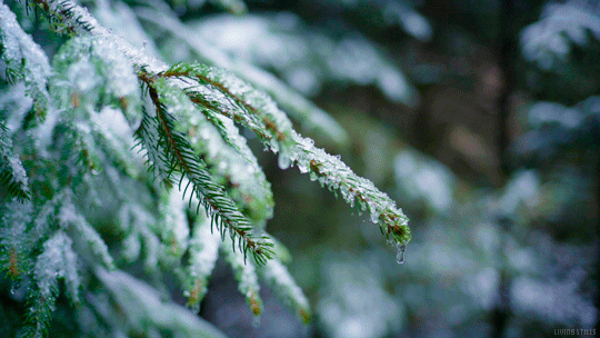 シネマグラフが見たい【秋~冬】