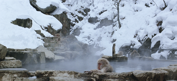 シネマグラフが見たい【秋~冬】