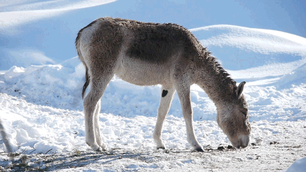 シネマグラフが見たい【秋~冬】