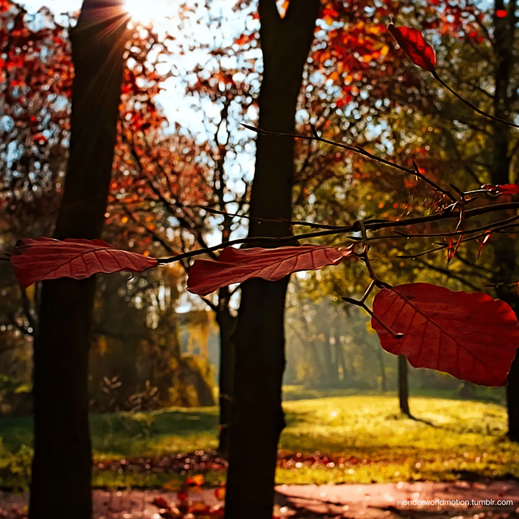 シネマグラフが見たい【秋~冬】