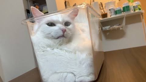 おすすめの収納ケース