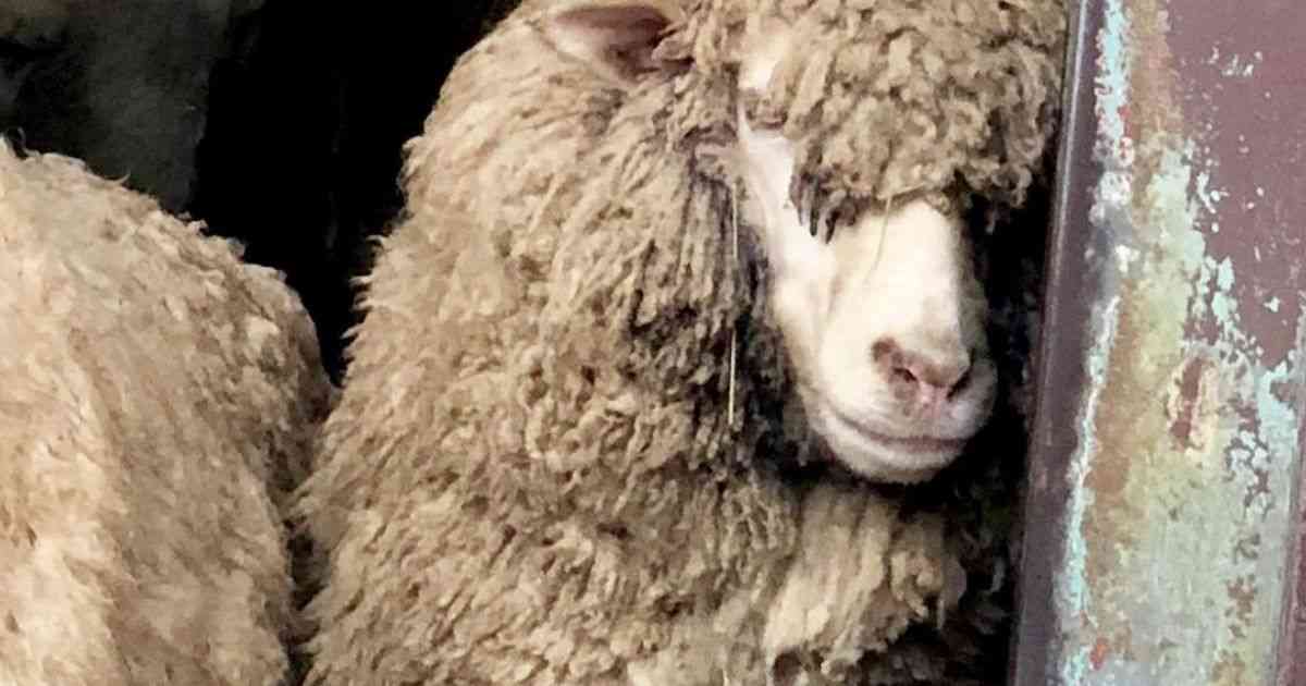 米津玄師が経営するホテルにありそうなこと