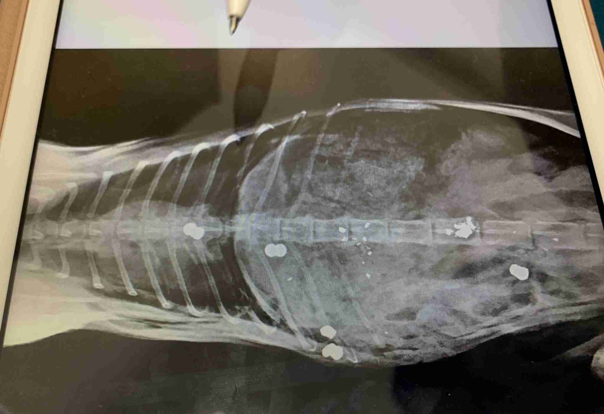 エアライフルを発射し猫を殺した男「高揚感が忘れられなかった」
