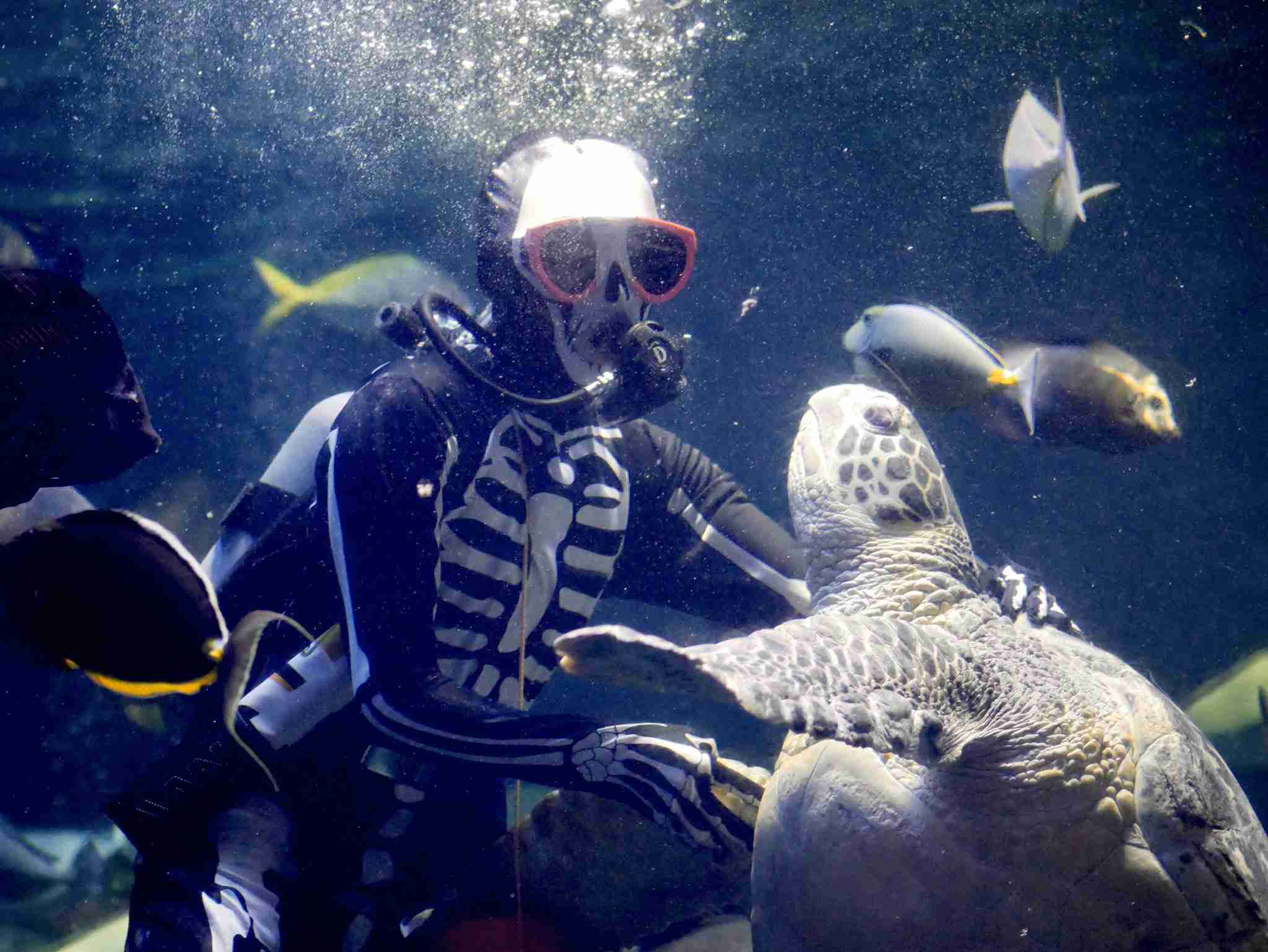水族館でハロウィーン 「お化けダイバー」に仮装 三重 鳥羽