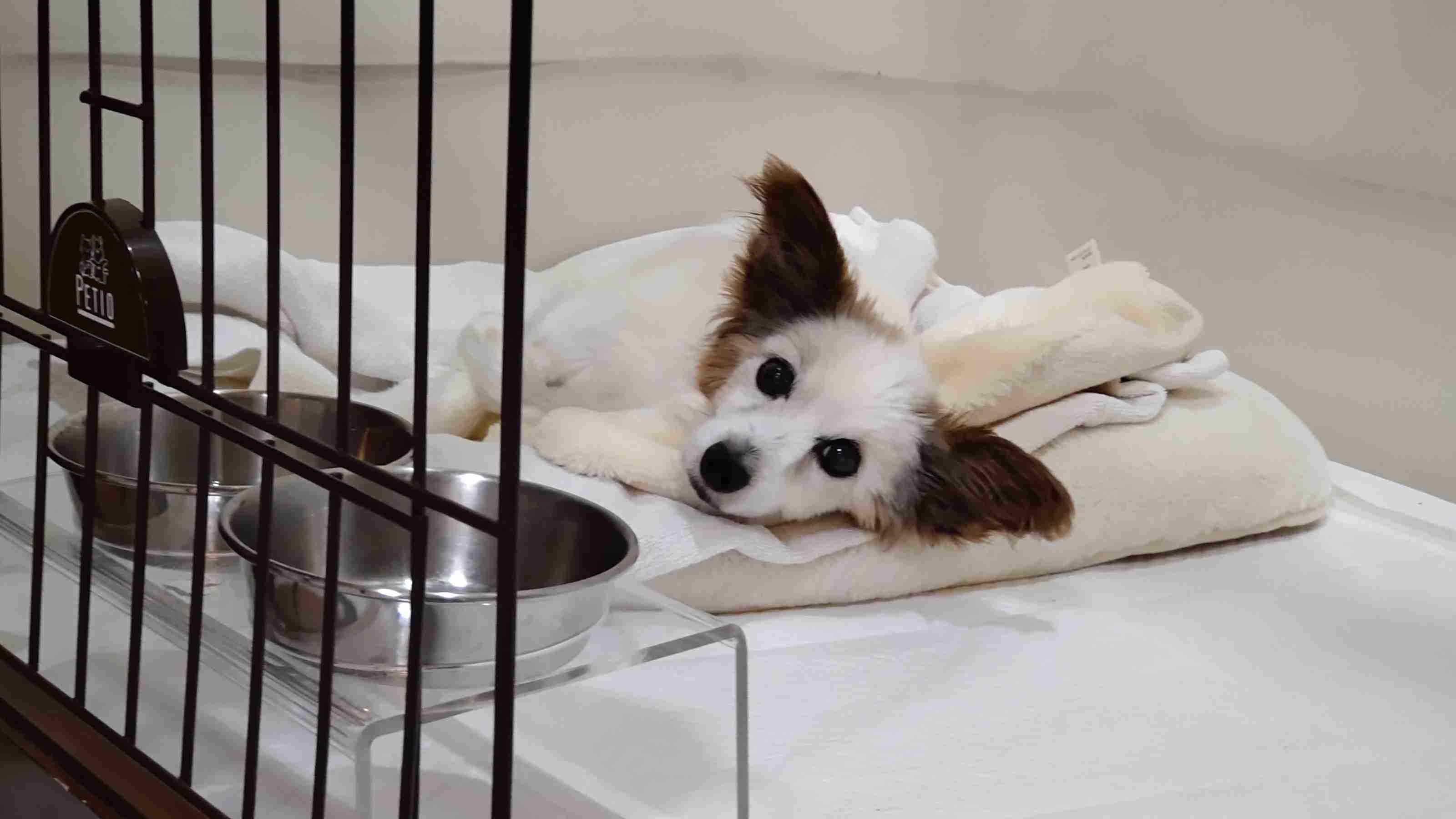 犬を飼う大変さ