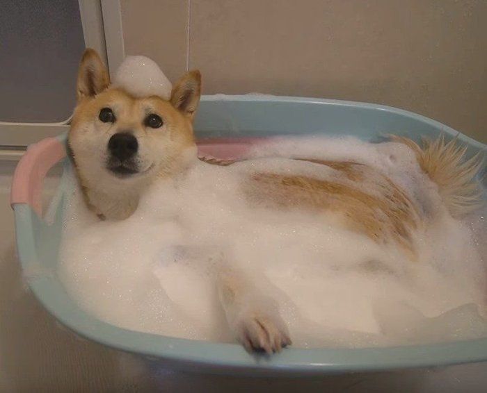 犬を飼う大変さ