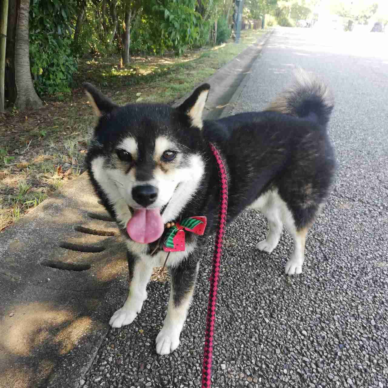 犬を飼う大変さ