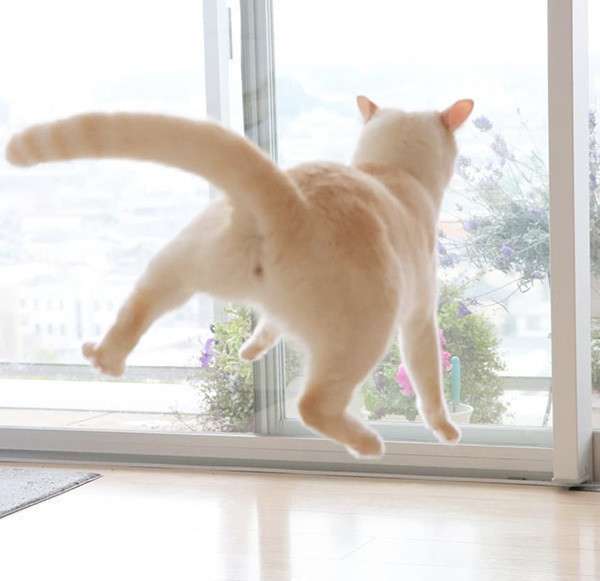 思わず「嘘っ！」と言ってしまいそうな画像を貼るトピ