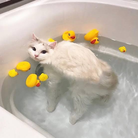 お風呂が最近好きになった人