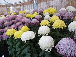 【ガーデニング】ガルちゃん園芸部【花・植物】part8