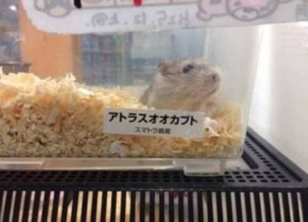 面白い誤字・誤植を貼ってコロナの憂鬱を吹き飛ばすトピpart5